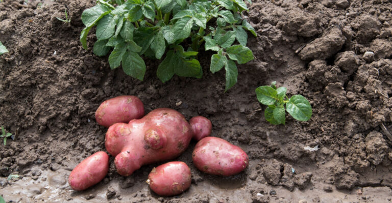 potato harvest