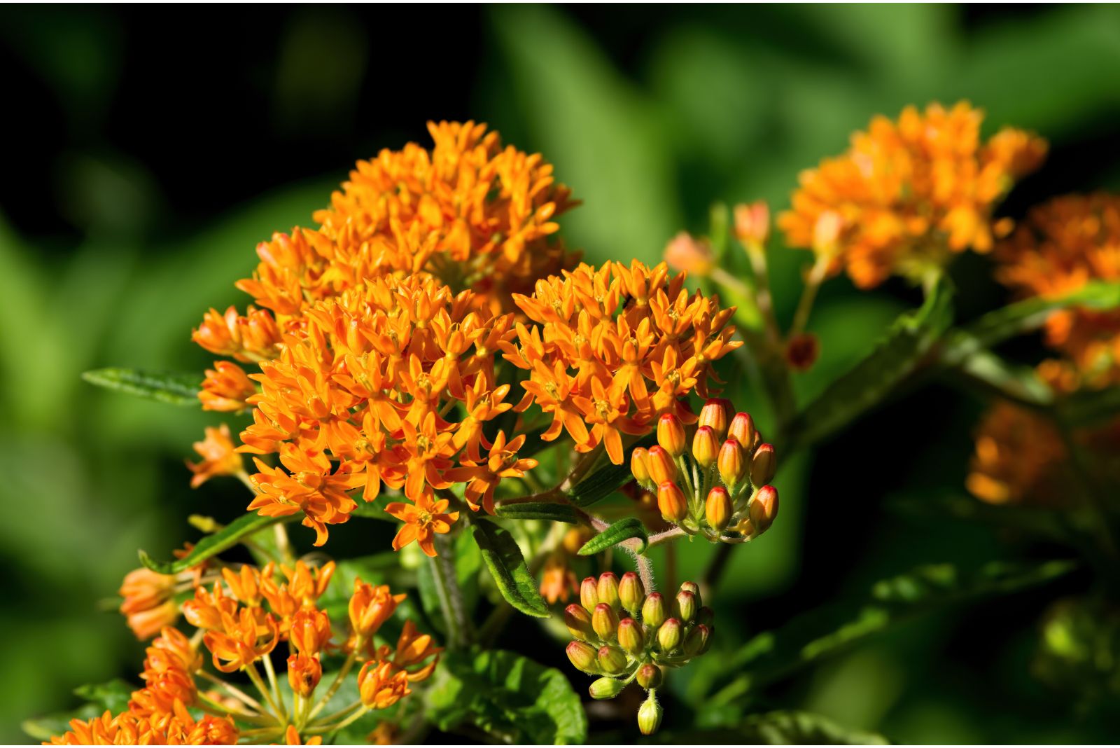 butterfly weed