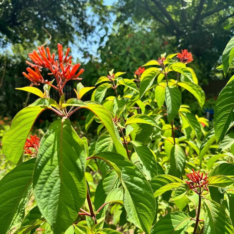 Firebush And Tropical Sage