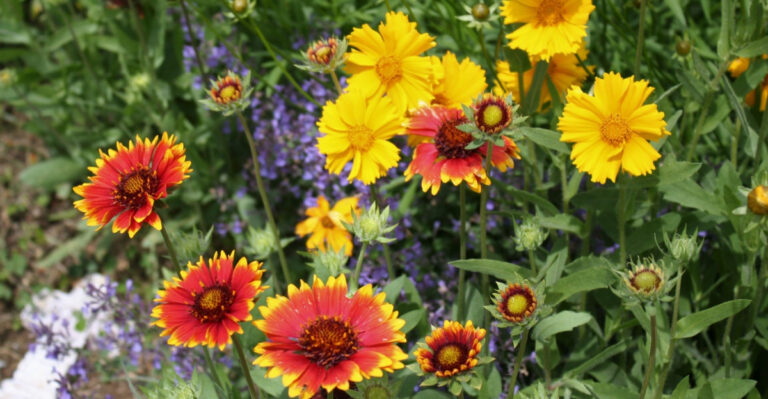 coreopsis and gaillardia