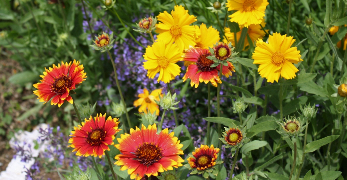 coreopsis and gaillardia