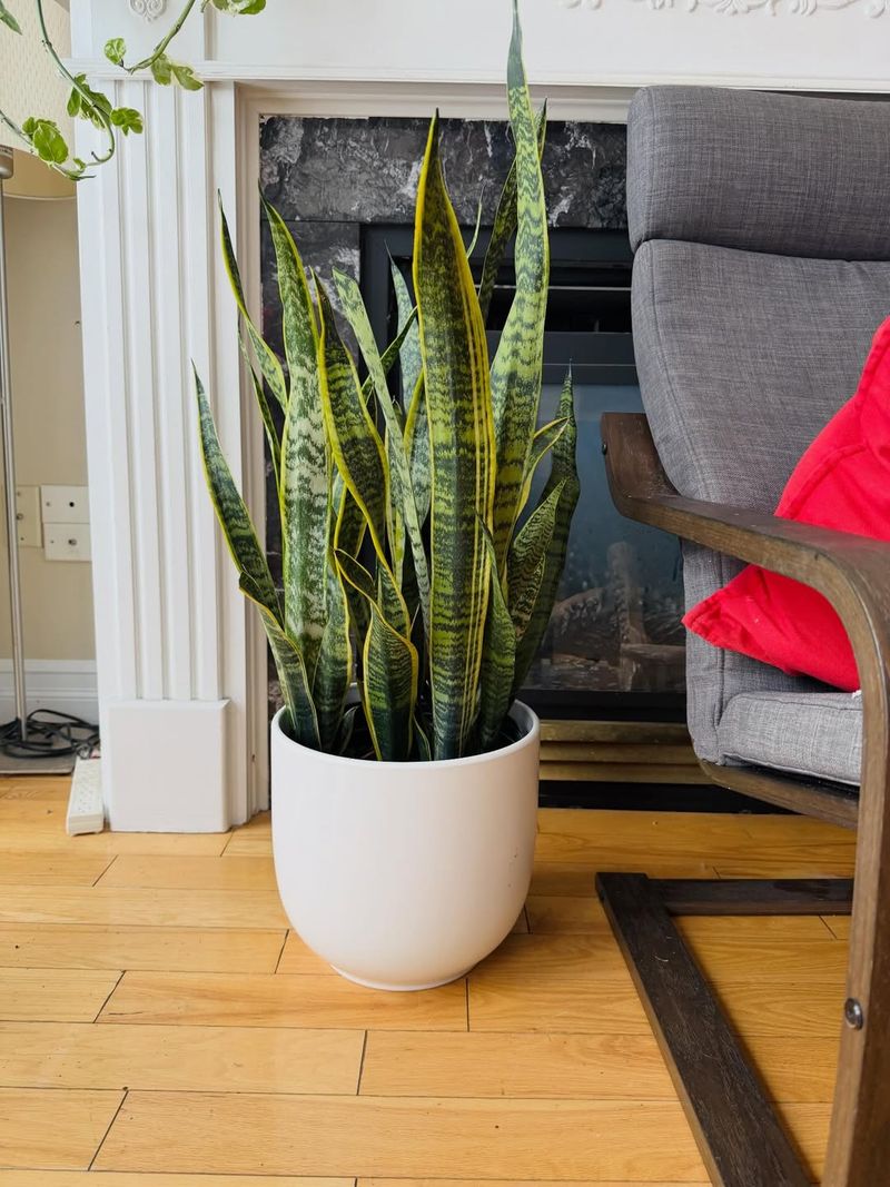 Low Light Corners Become Easier With Snake Plant
