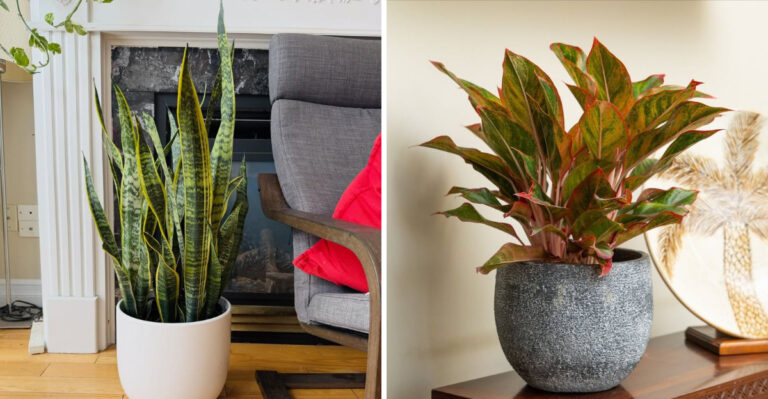 These Are The Best Indoor Plants To Grow In Your Georgia Home