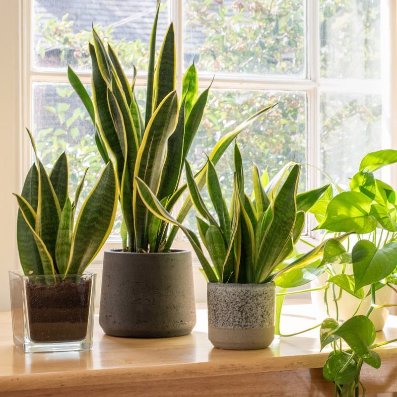 Snake Plant