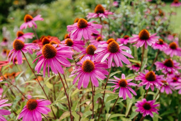 purple coneflowers