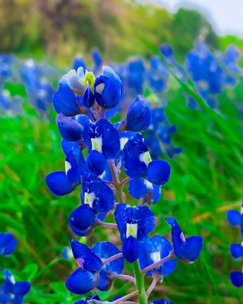 Bluebonnet (Lupinus texensis)