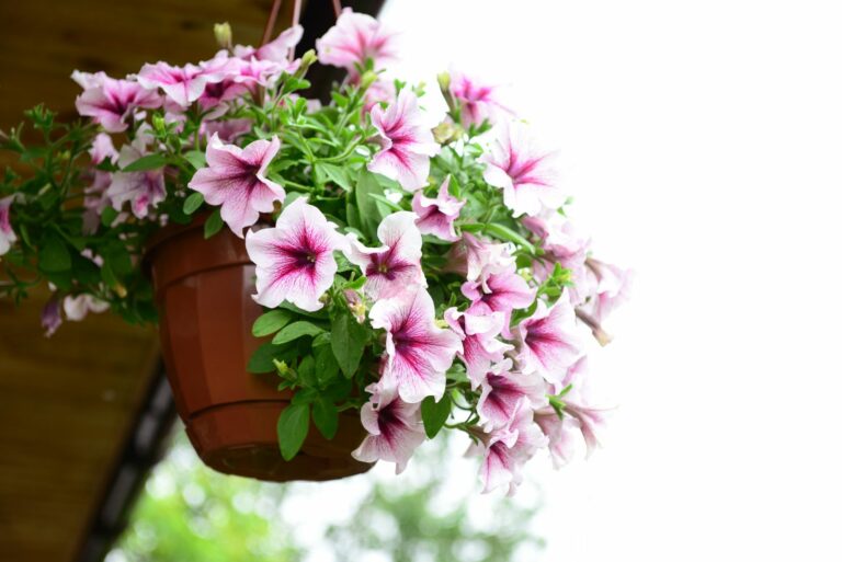 petunia in hanging pot