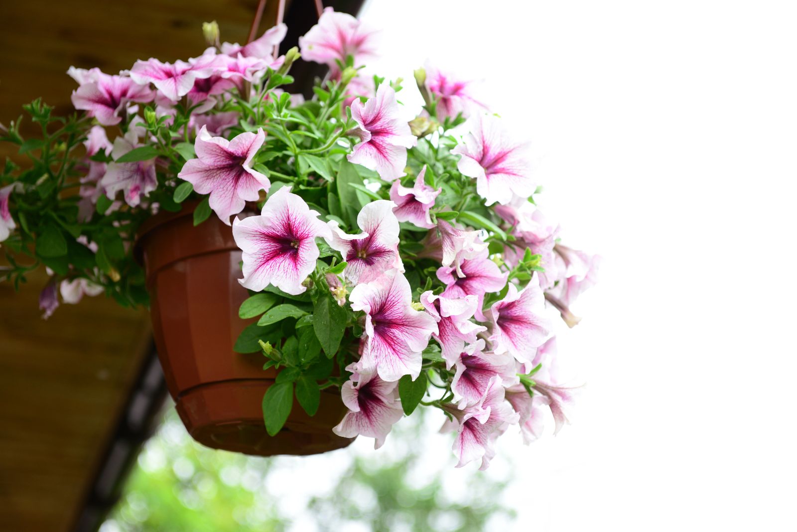 petunia in hanging pot