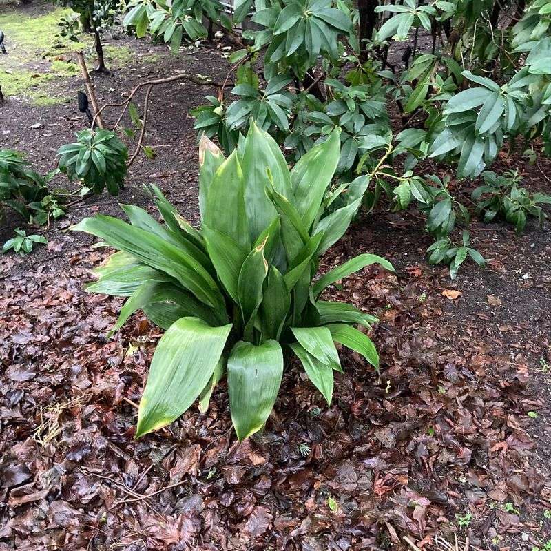 Cast Iron Plant Thrives In Deep Shade Under Live Oaks