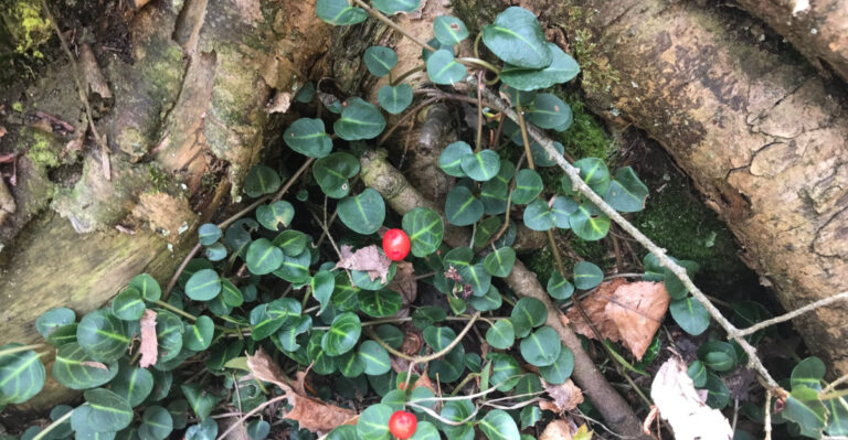 Partridge Berries at The Base of a tree