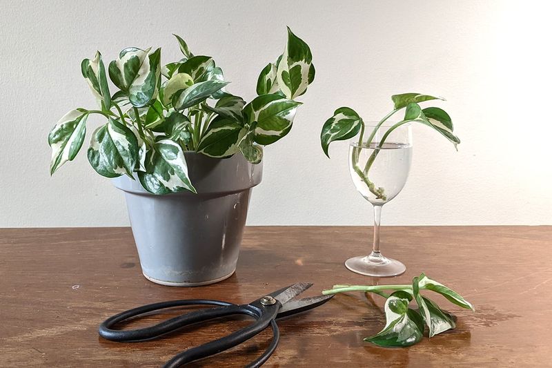 Pothos Roots Fast Almost Anywhere