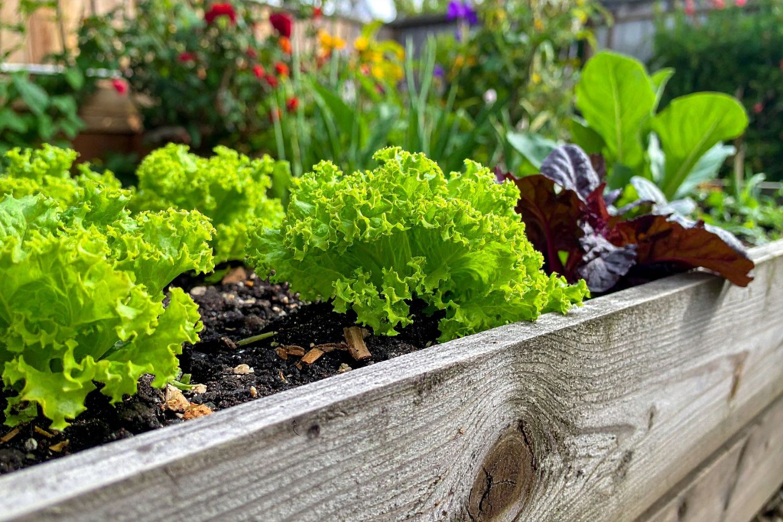 lettuce in garden bed