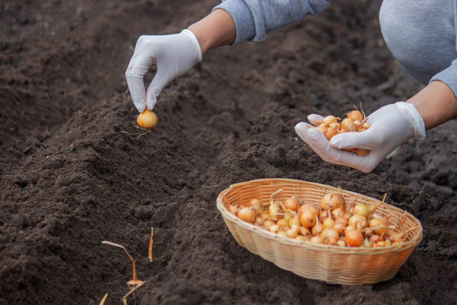 planting onions