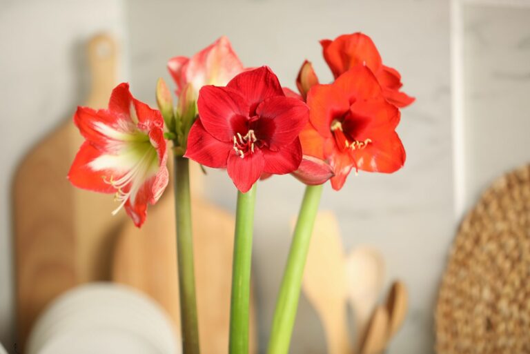 amaryllis