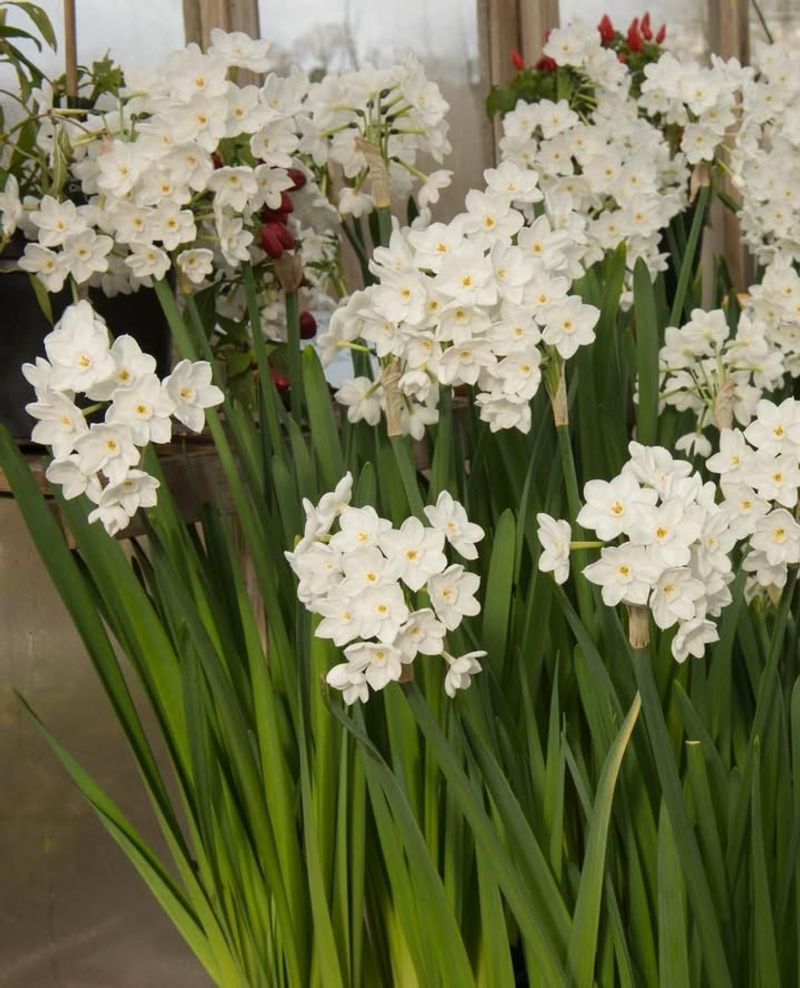 Paperwhite Narcissus