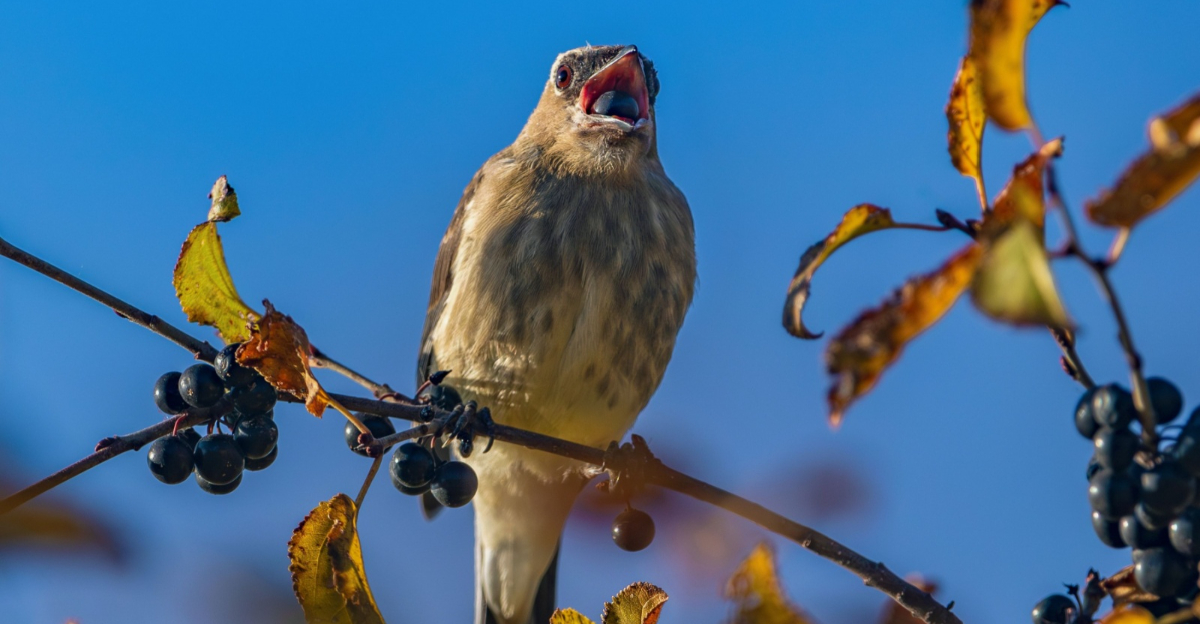 cedar waxing perched on a branch