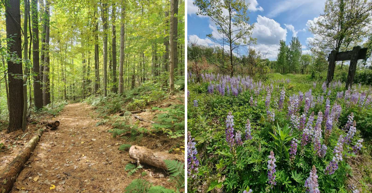 Mohican State Park and Oak Openings Preserve