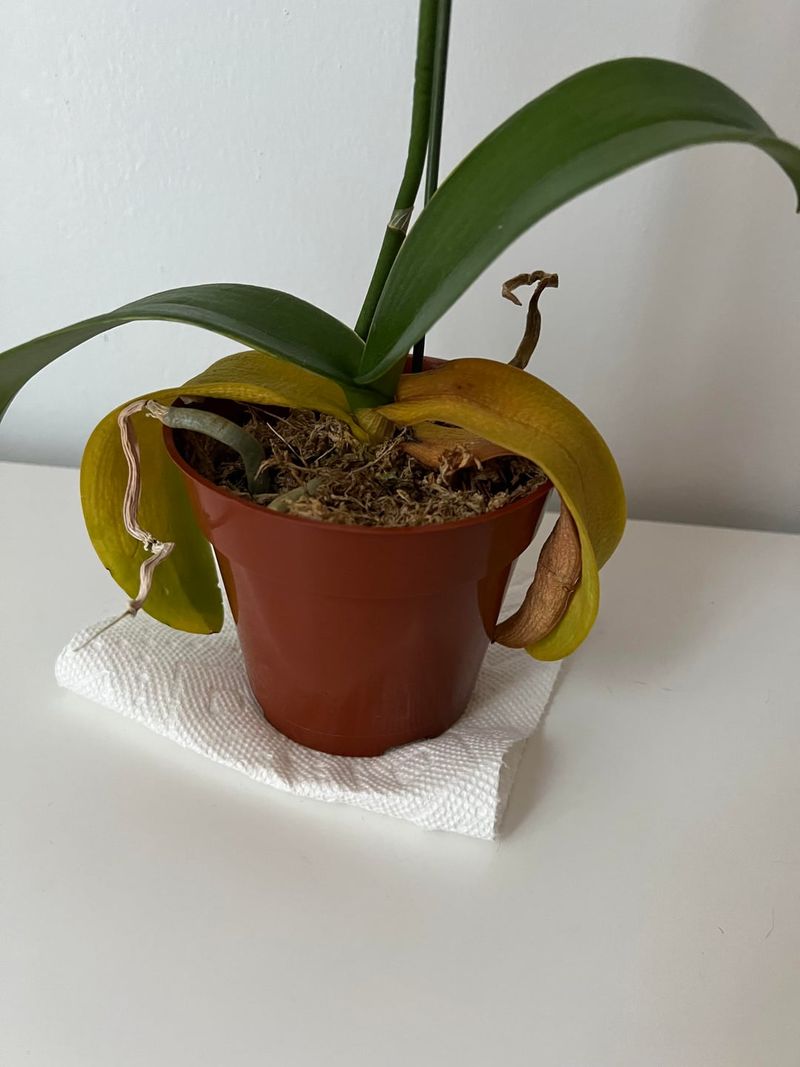 Overwatering In Cool February Weather