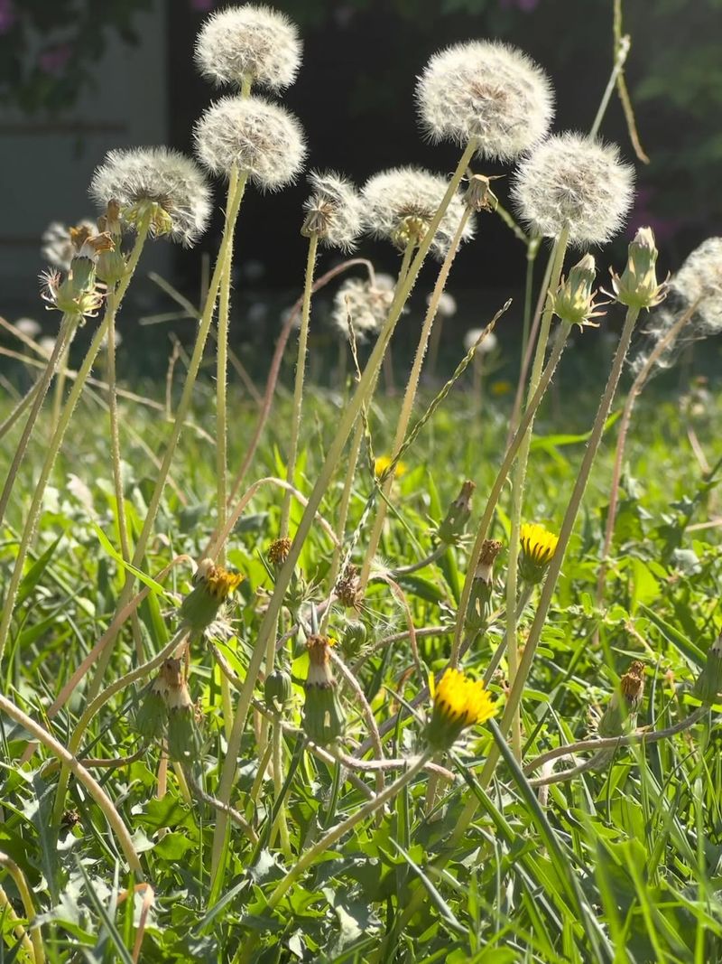Dandelion Takes Over Fast Without Deep Removal