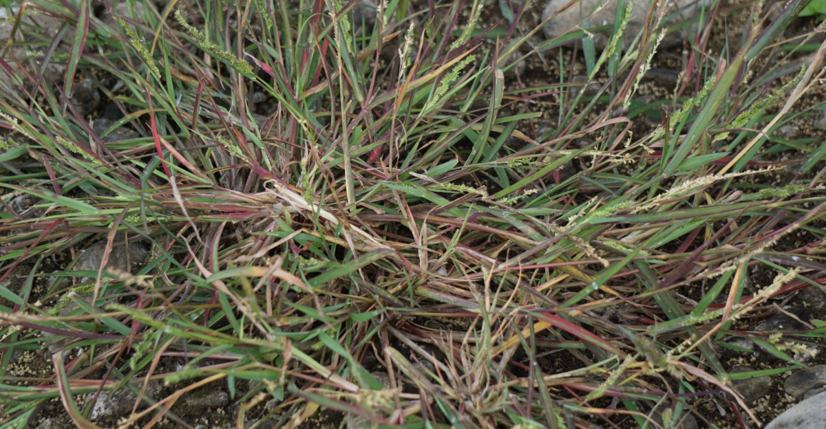 crabgrass