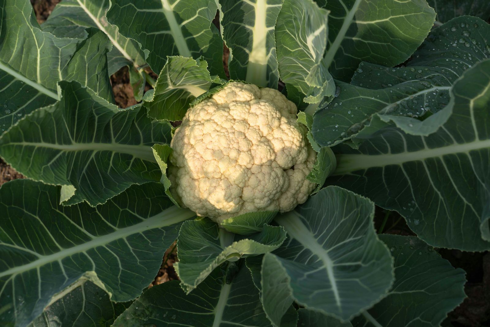 cauliflower