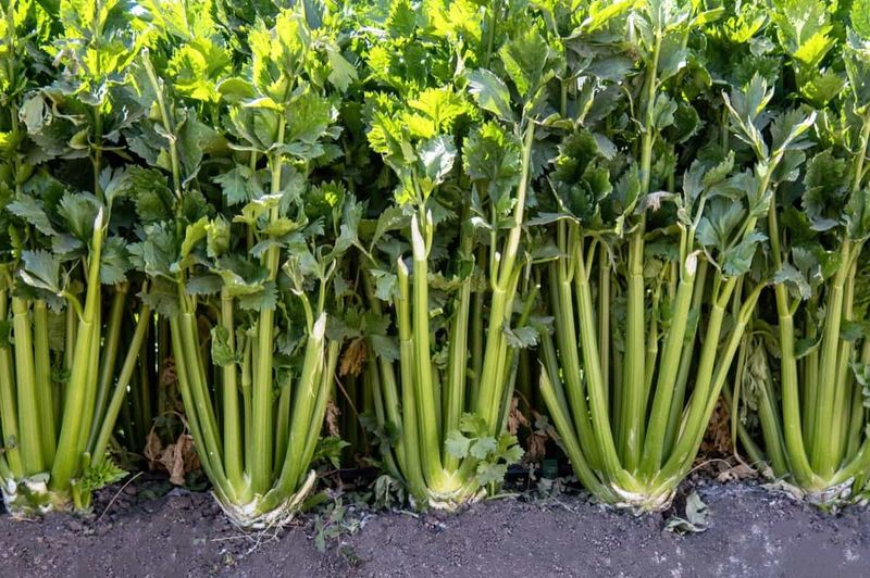 Celery