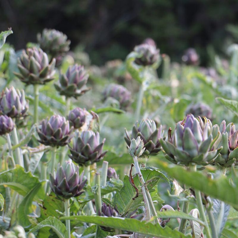 Artichokes