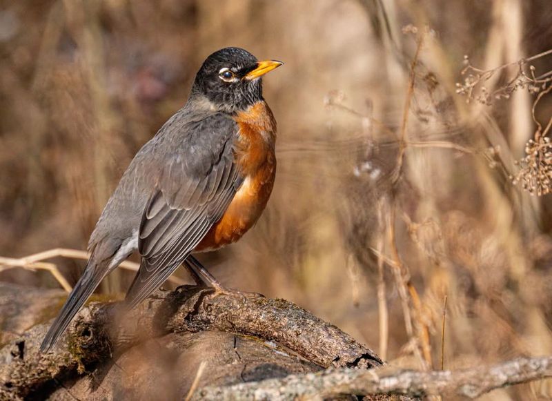 American Robins Start Filling Lawns Before The Season Shifts