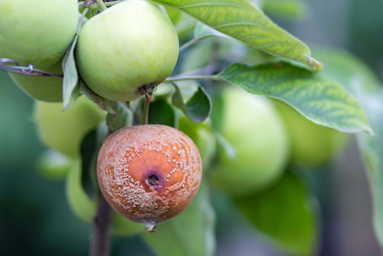 ripe fruit on tree