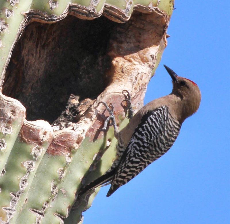 Gila Woodpecker Drumming Echoes Through The Desert