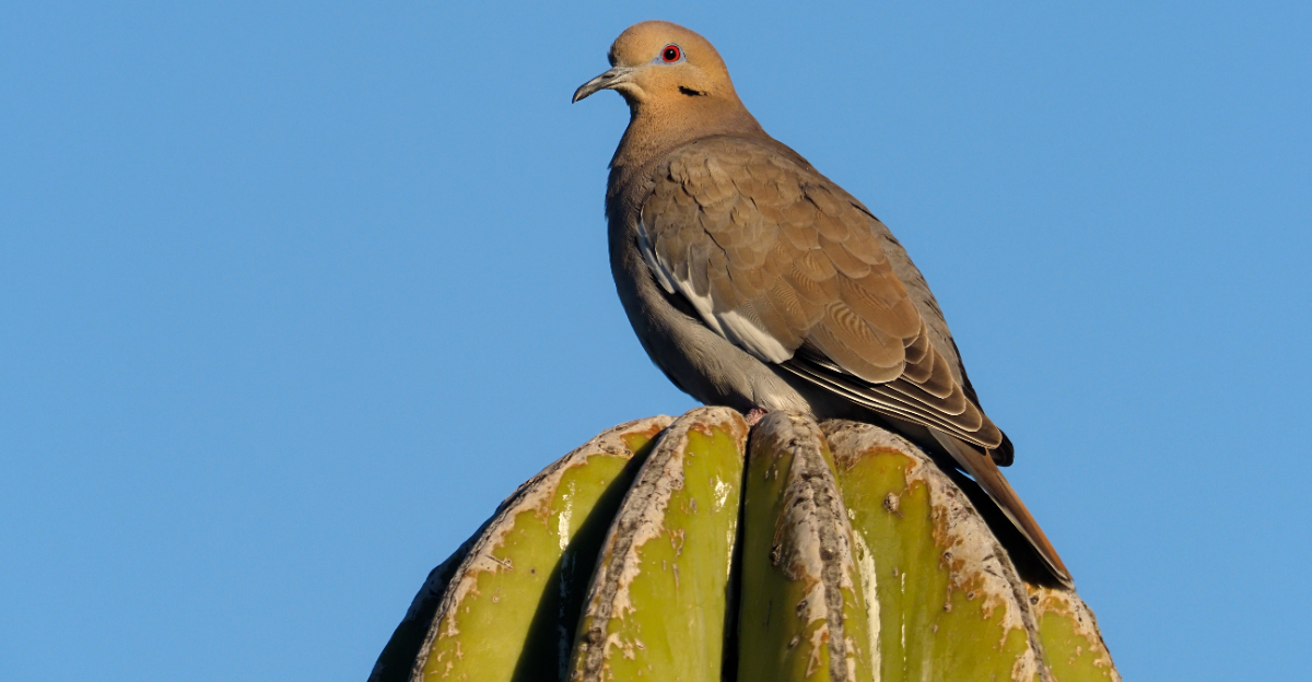 bird (featured image)