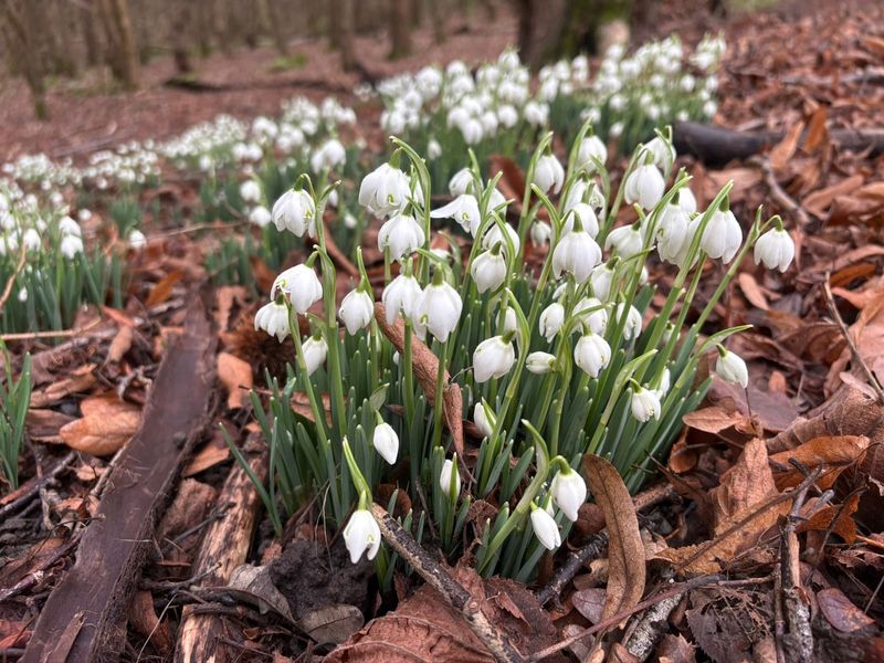 Snowdrops Bloom Even Through Snow And Frozen Ground