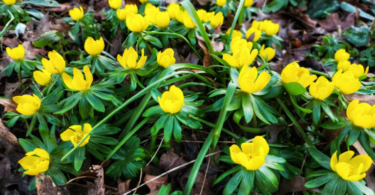 These Bulbs Will Flower Across Ohio By March (Even After Harsh Winters)