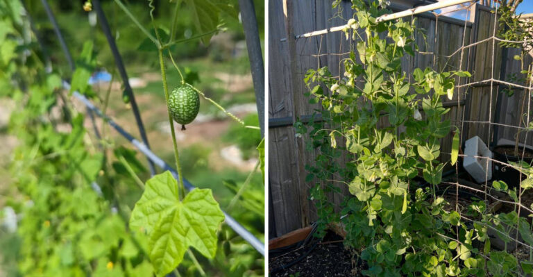 These Climbing Vegetables Help Each Other Grow Better In Georgia