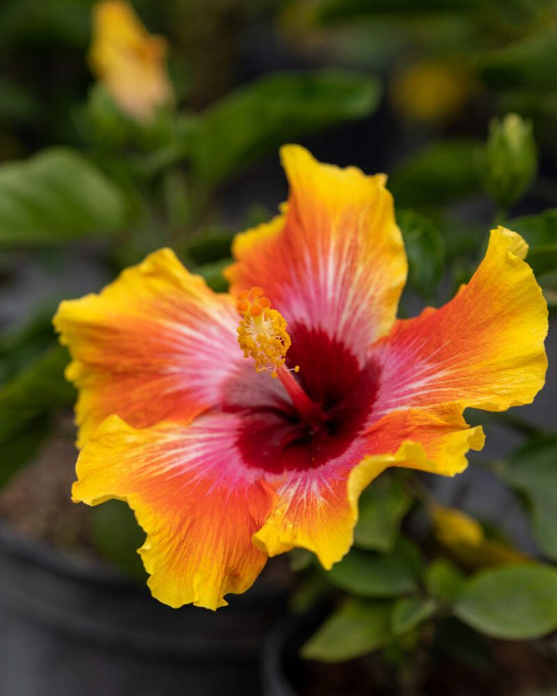 Tropical Hibiscus Bright Blooms That Struggle In Cold