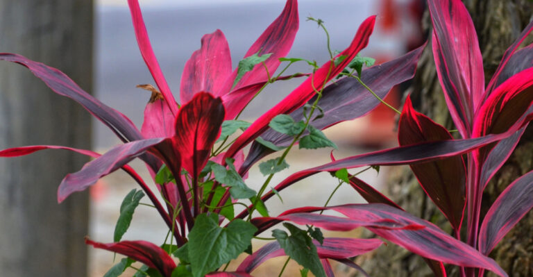 These Cold Sensitive Tropical Plants Keep Disappointing Florida Homeowners