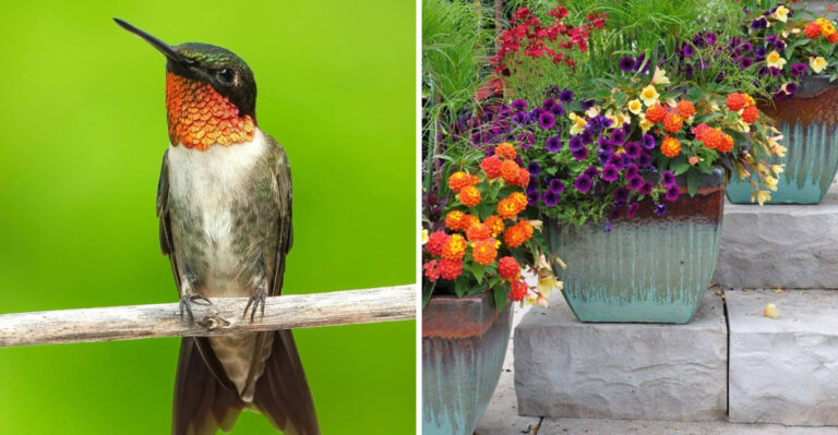 These Container Planting Tricks Attract More Hummingbirds In Georgia