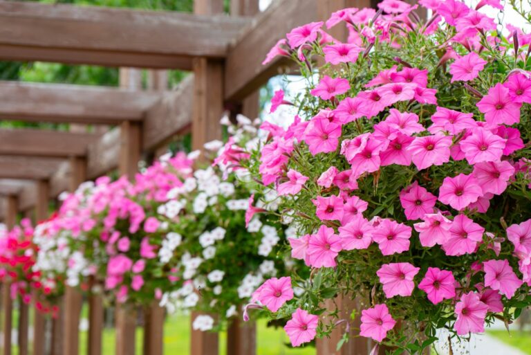 petunias in container