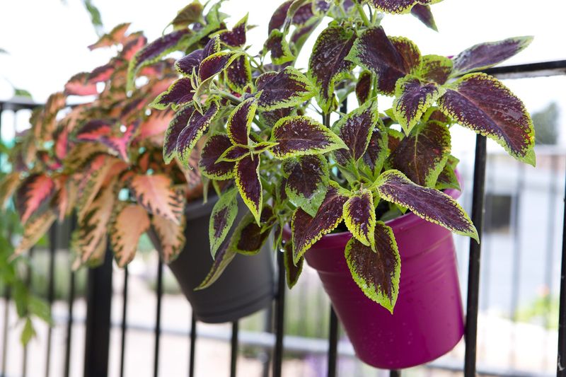 Coleus