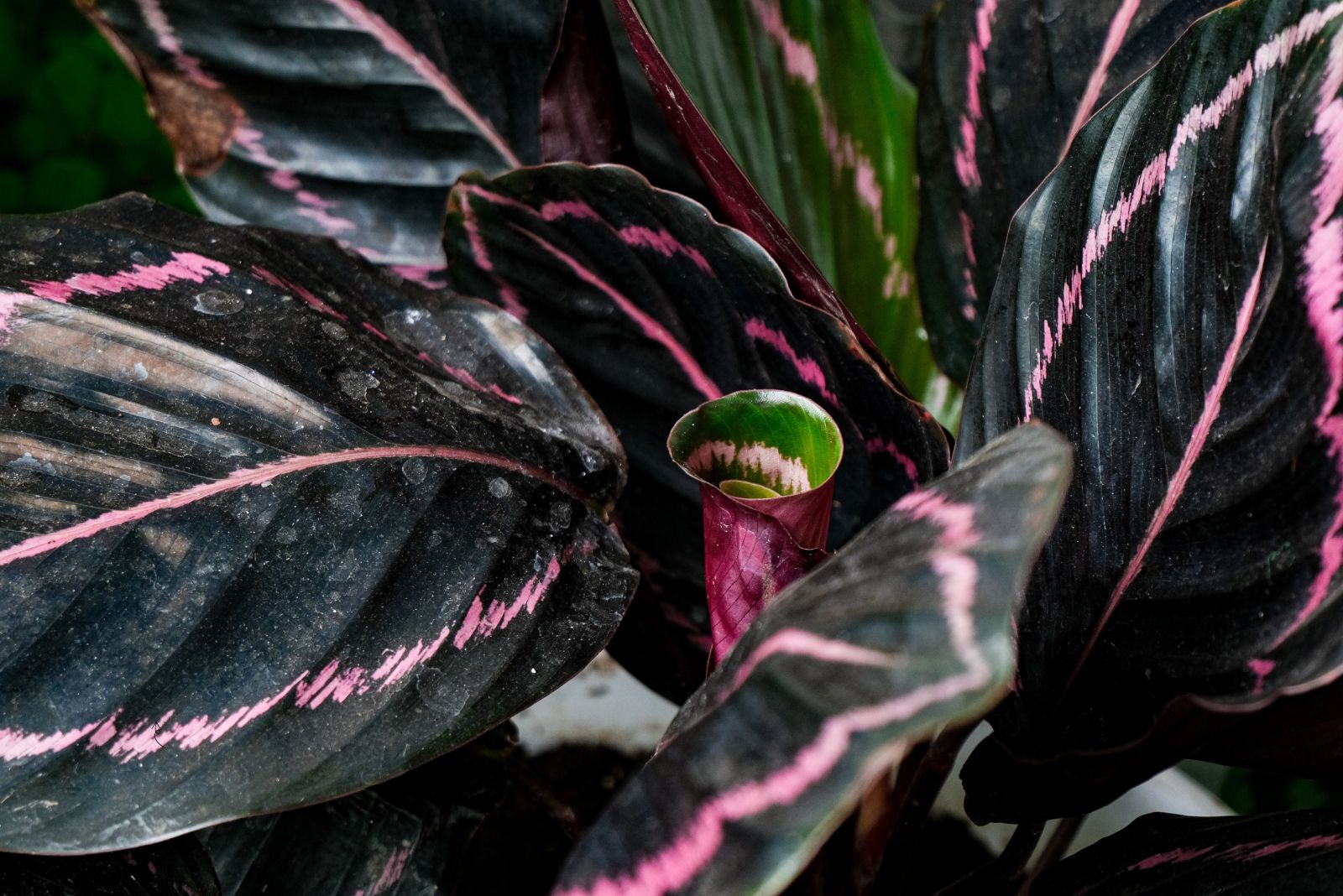 calathea black rose