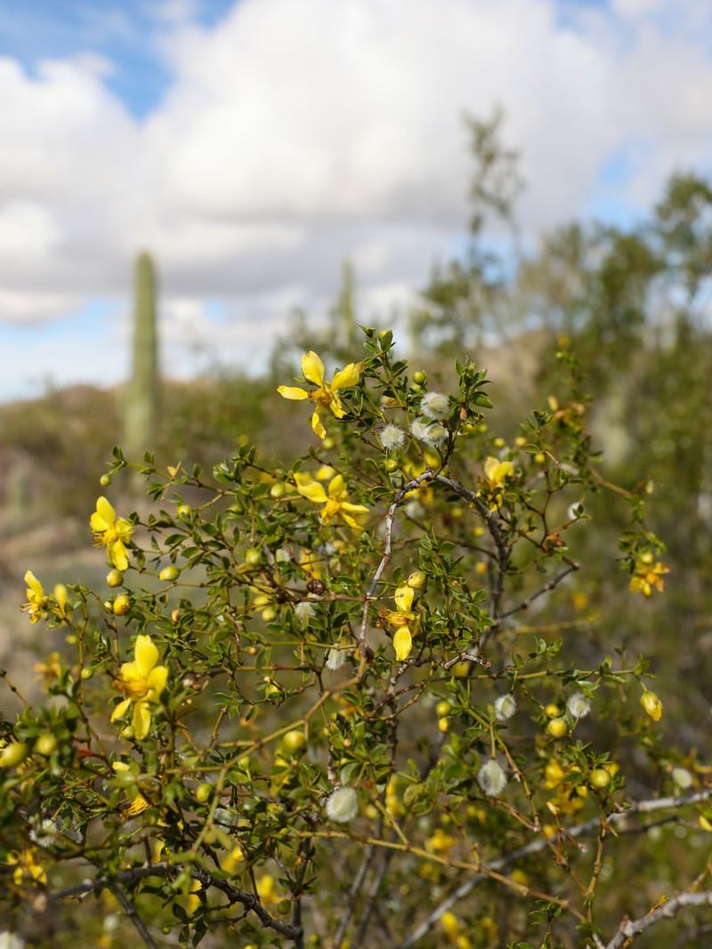 Year-Round Structure Comes Easily With Creosote Bush
