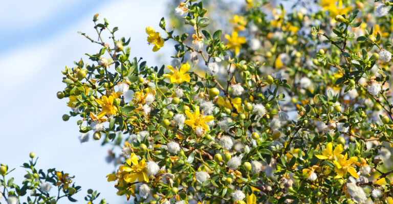 plant (featured image)