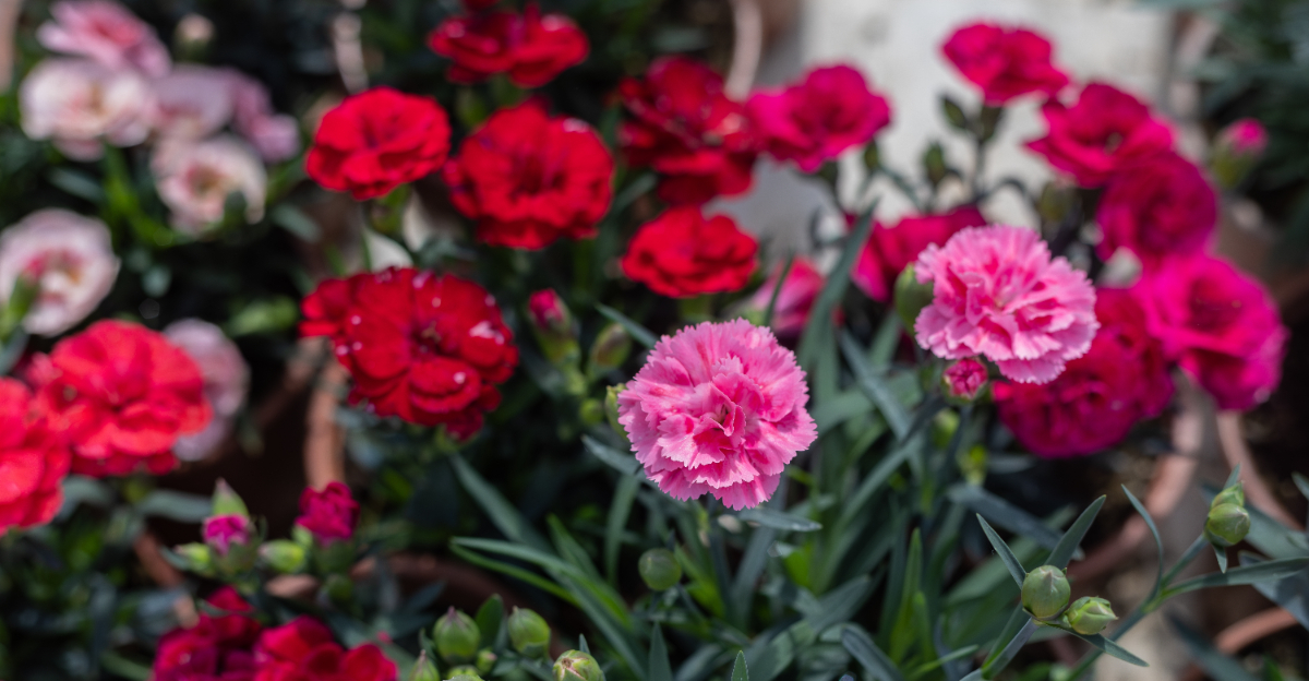 flowers (featured image)