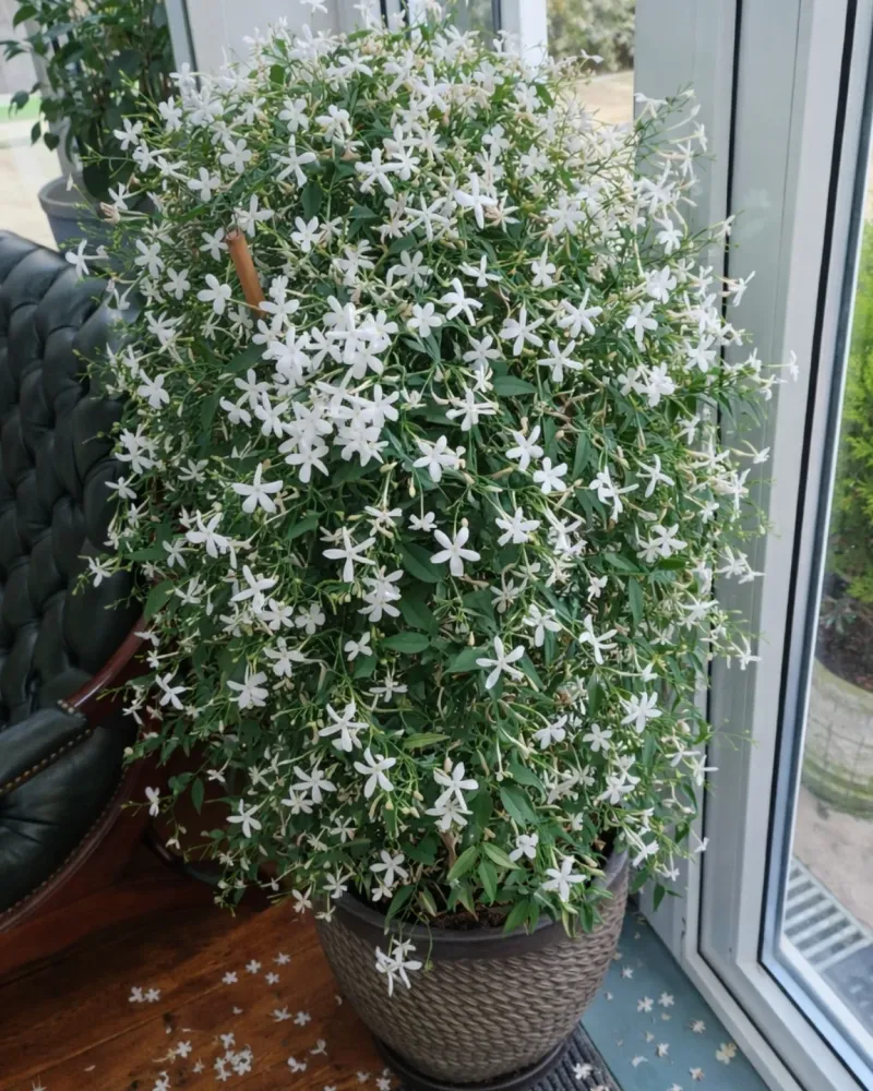 Jasmine (Jasminum polyanthum)