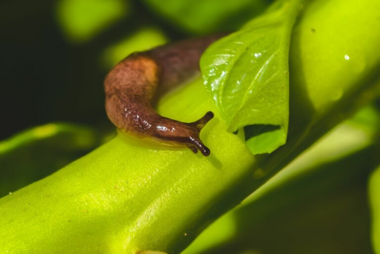 slug on plant