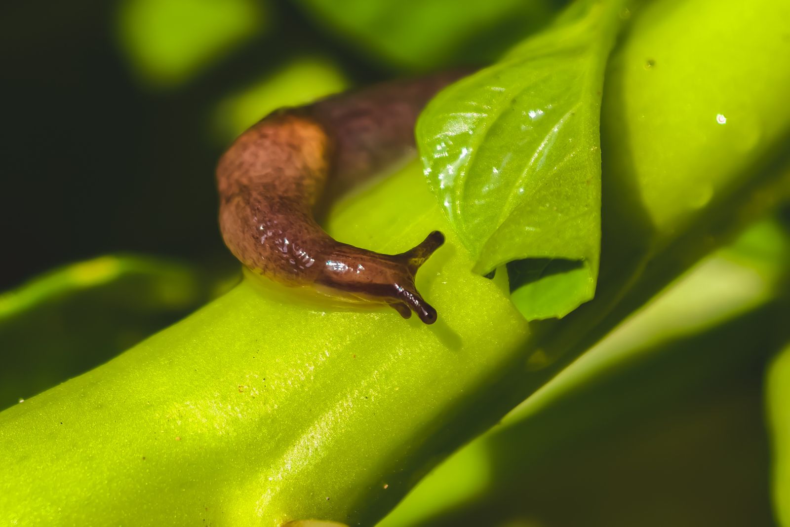 slug on plant
