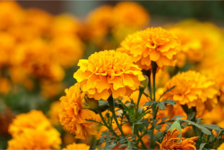 marigolds