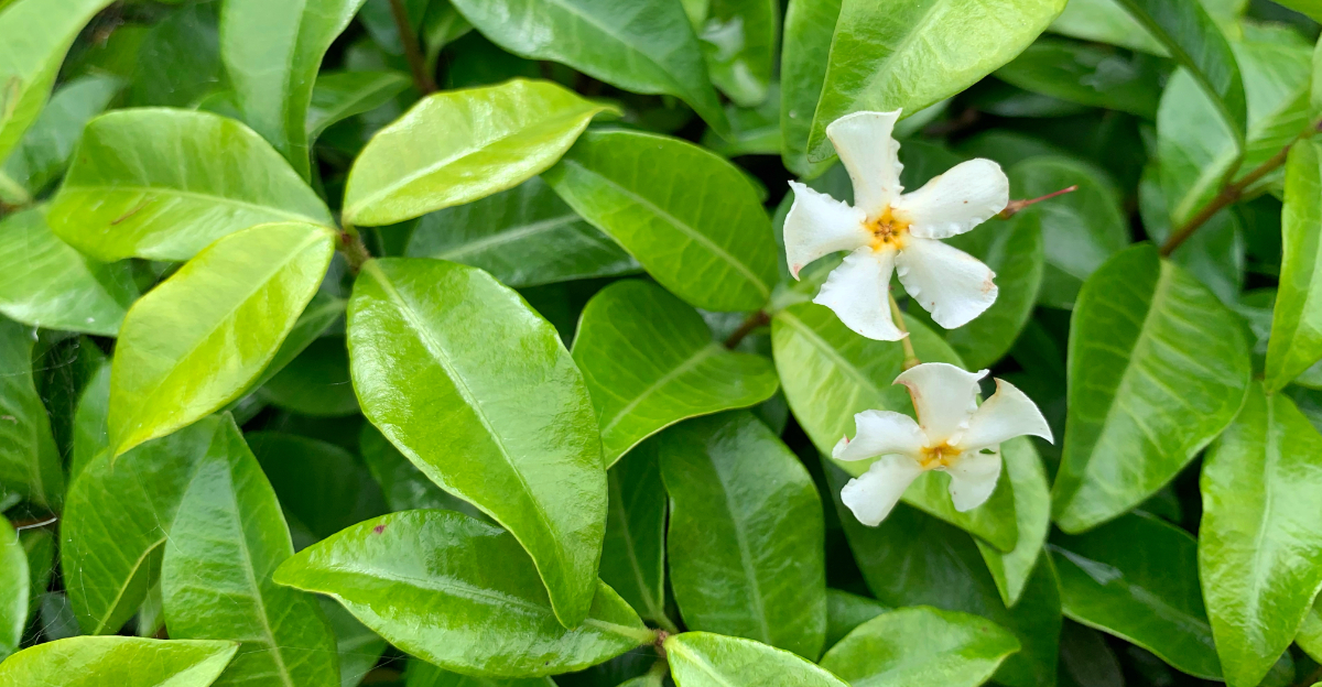 groundcover (featured image)