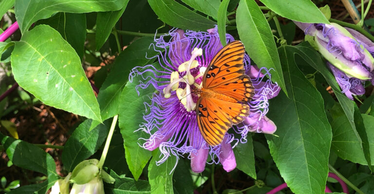 Butterfly on a passion flower (featured image)
