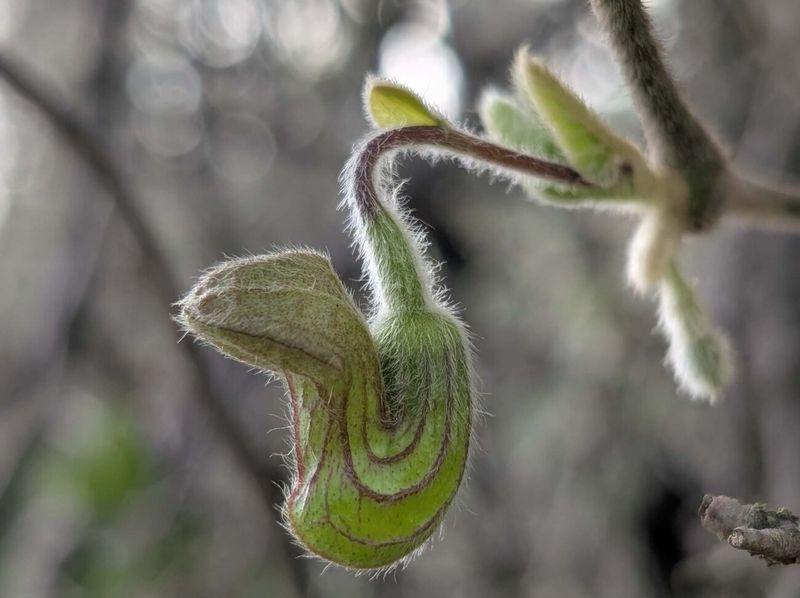 California Pipevine (Aristolochia californica)